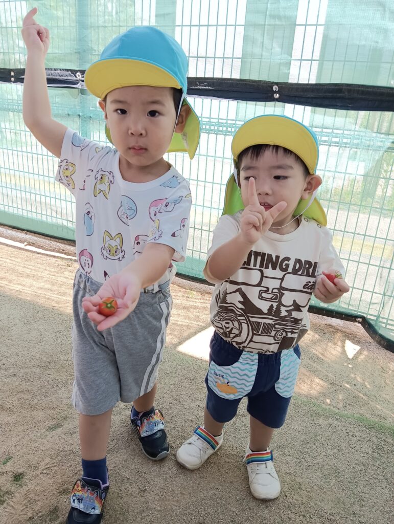 食育　食　関心興味　夏野菜　トマト　パプリカ　明石　保育園　おおぞら保育園　西新町　202508-4