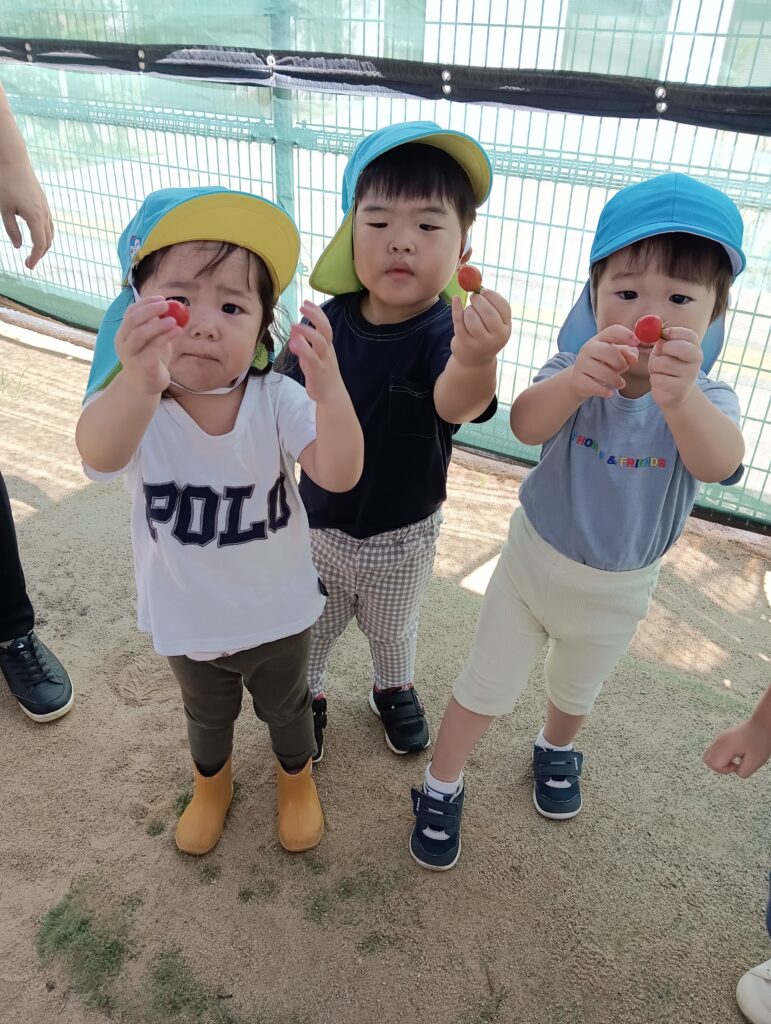 食育　食　関心興味　夏野菜　トマト　パプリカ　明石　保育園　おおぞら保育園　西新町　202508-3