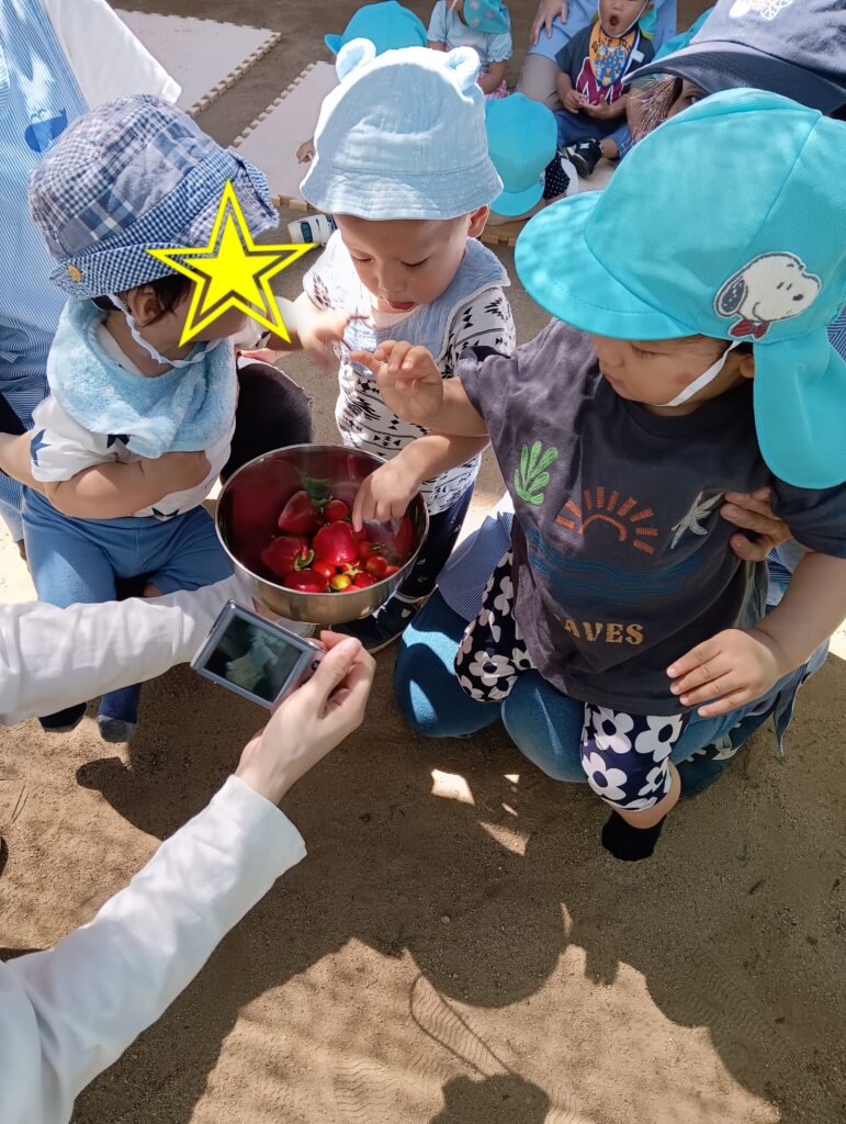 食育　食　関心興味　夏野菜　トマト　パプリカ　明石　保育園　おおぞら保育園　西新町　202508-5