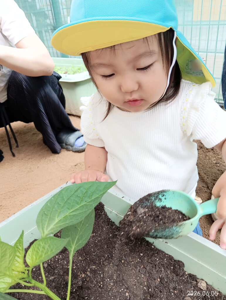 保育園で夏野菜の苗植え体験 食育 明石 おおぞら保育園 202606-2