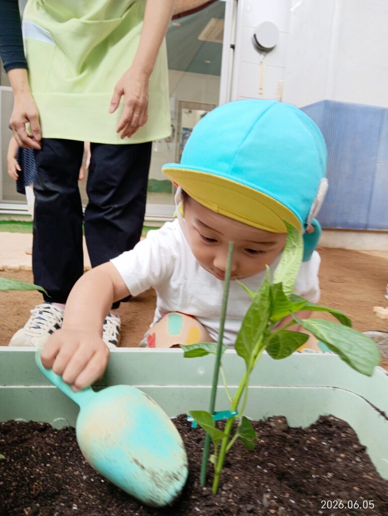 保育園で夏野菜の苗植え体験 食育 明石 おおぞら保育園 202606-3