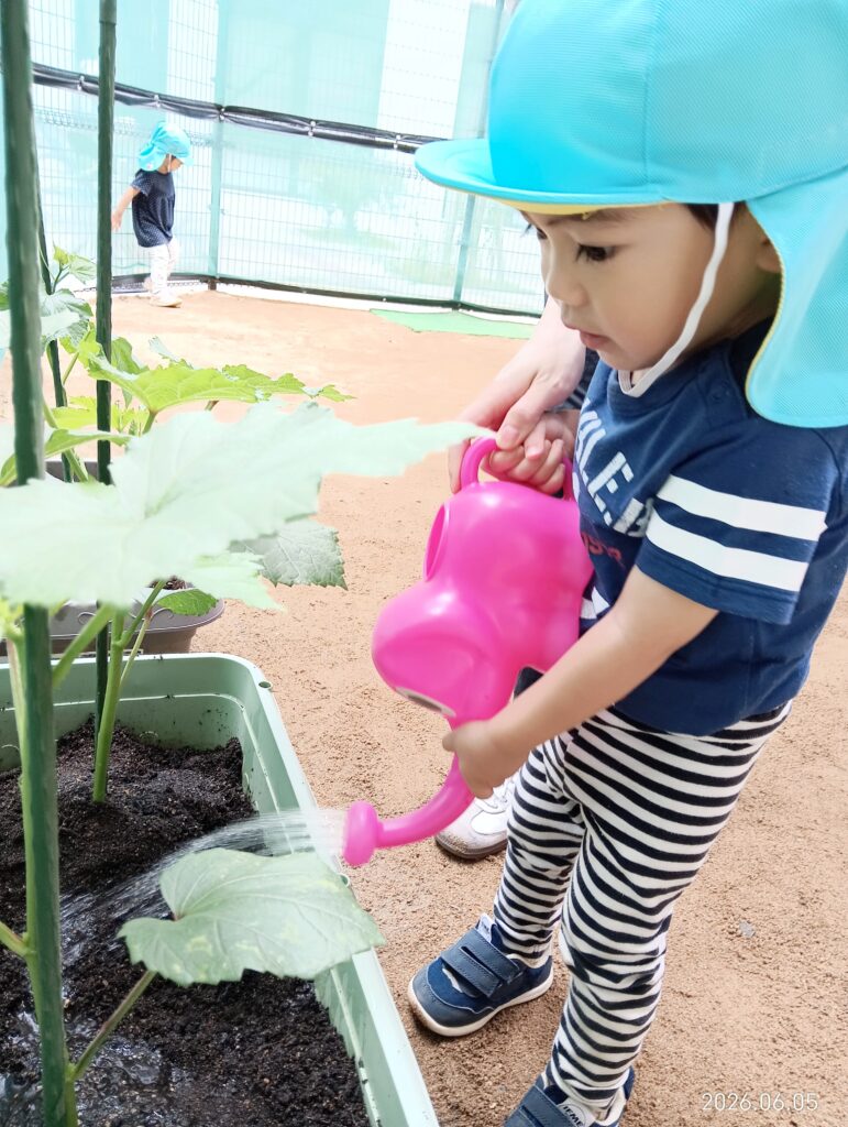保育園で夏野菜の苗植え体験 食育 明石 おおぞら保育園 202606-5