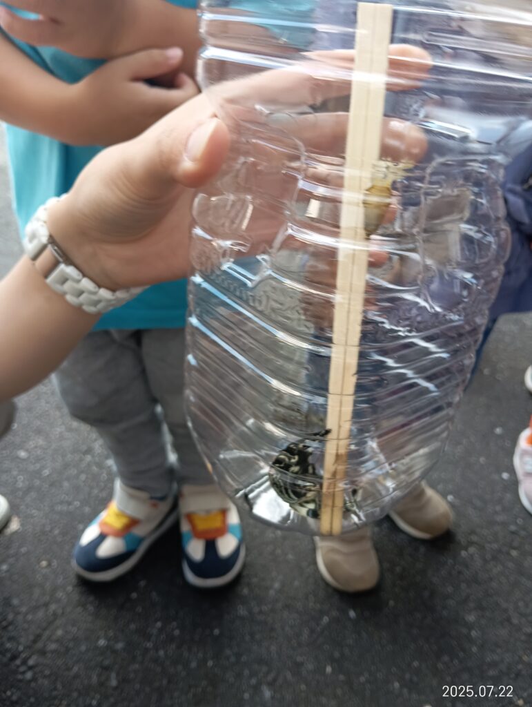 オクラ なす 栽培 収穫 はらぺこあおむし 給食 成長 蝶 くじら保育園 吹田豊津園 吹田市 202507-4