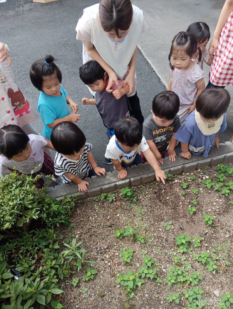 オクラ なす 栽培 収穫 はらぺこあおむし 給食 成長 蝶 くじら保育園 吹田豊津園 吹田市 202507-5