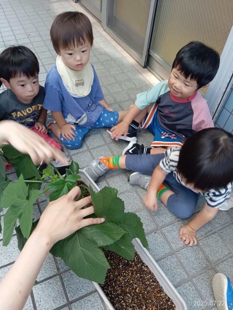 オクラ なす 栽培 収穫 はらぺこあおむし 給食 成長 蝶 くじら保育園 吹田豊津園 吹田市 202507-1