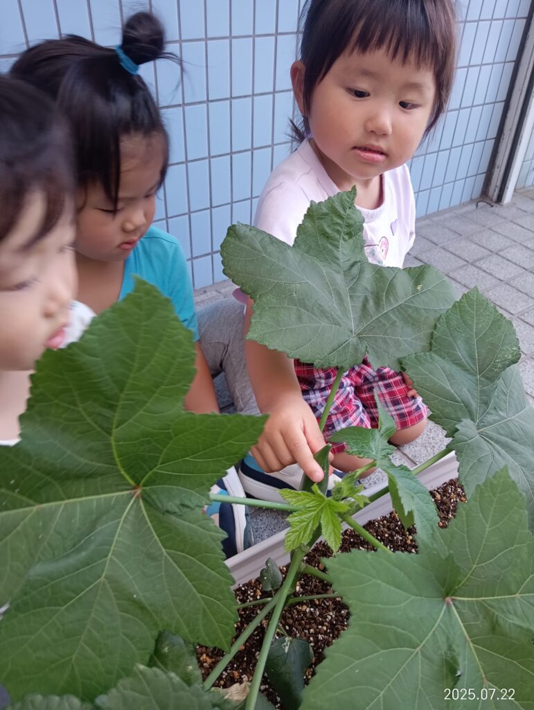 オクラ なす 栽培 収穫 はらぺこあおむし 給食 成長 蝶 くじら保育園 吹田豊津園 吹田市 202507-2