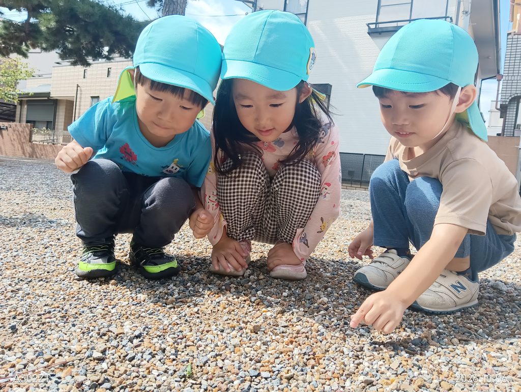 保育園で松ぼっくり集め　秋の自然　大阪　くじら保育園　202610-2