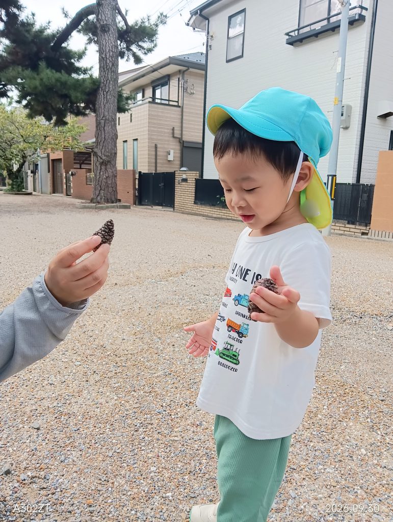 保育園で松ぼっくり集め　秋の自然　大阪　くじら保育園　202610-3