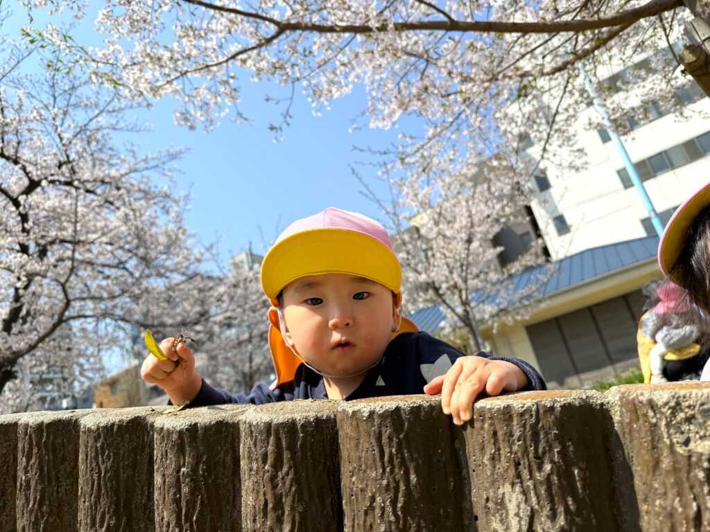 くじら保育園 天王寺 進級 お散歩 1歳児 桜 202504-2