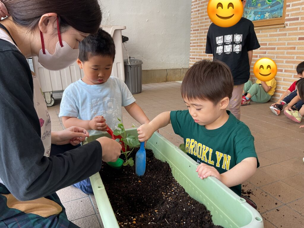 苗植え 食育 栽培 パプリカ 朝顔 くじら保育園天王寺園 3歳児 202505-2