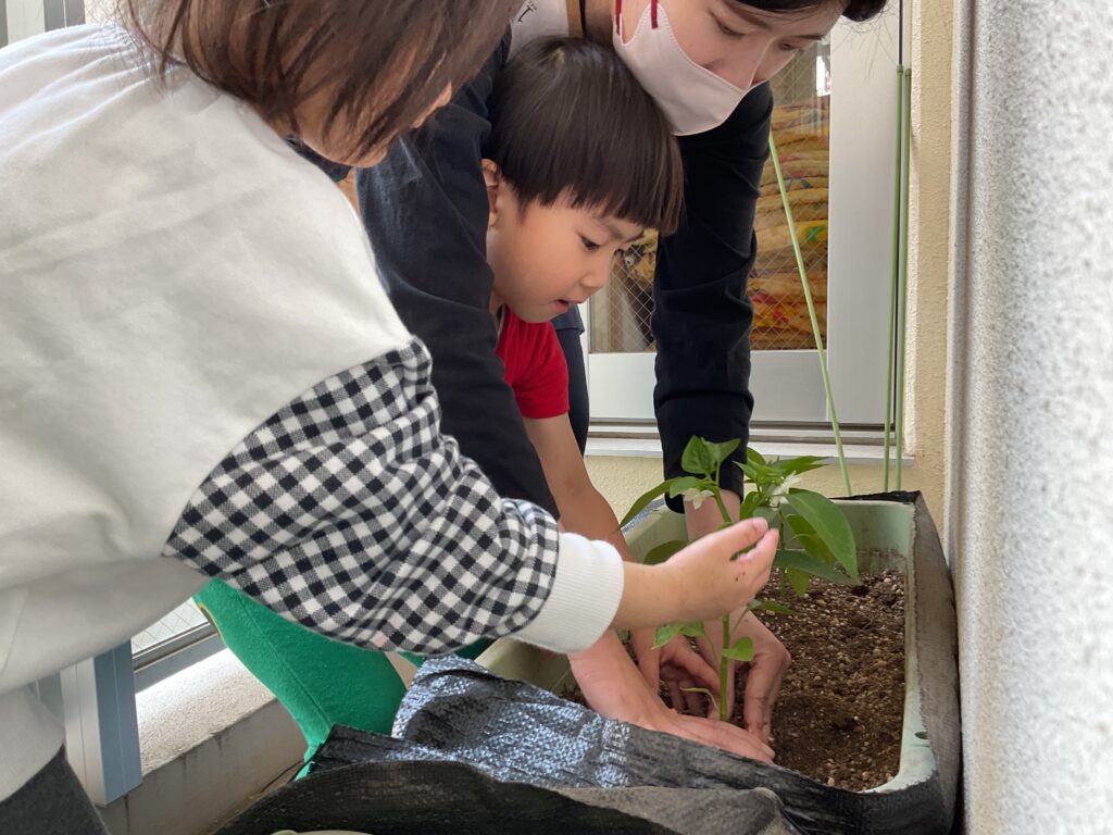 苗植え 食育 栽培 パプリカ 朝顔 くじら保育園天王寺園 3歳児 202505-1