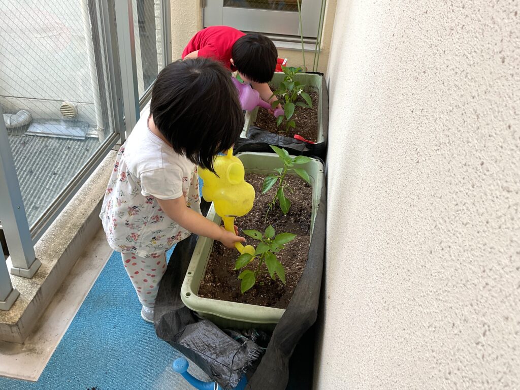 苗植え 食育 栽培 パプリカ 朝顔 くじら保育園天王寺園 3歳児 202505-3