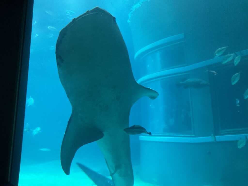 海遊館 親子遠足 ジンベエザメ くじら保育園天王寺園 202505-4