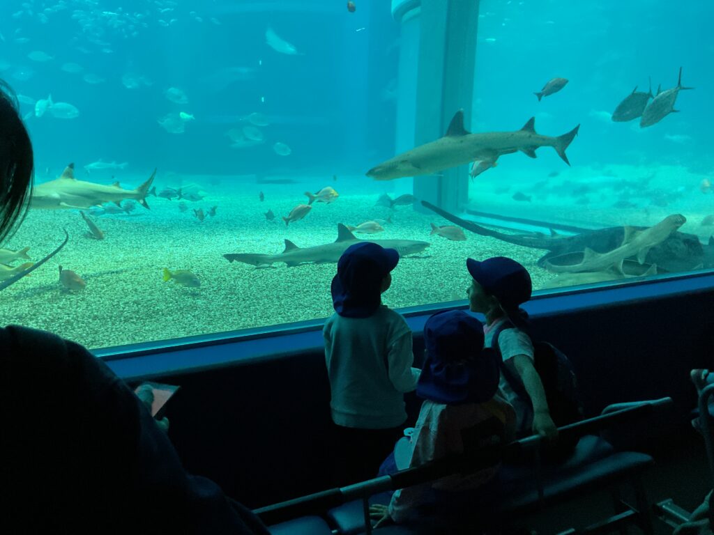海遊館 親子遠足 ジンベエザメ くじら保育園天王寺園 202505-1