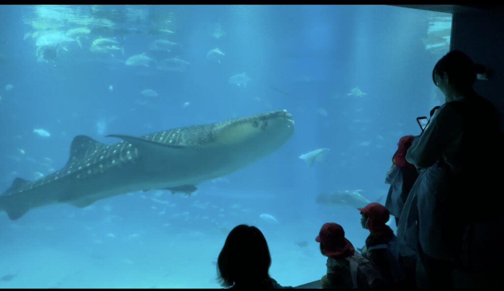 海遊館 親子遠足 ジンベエザメ くじら保育園天王寺園 202505-5