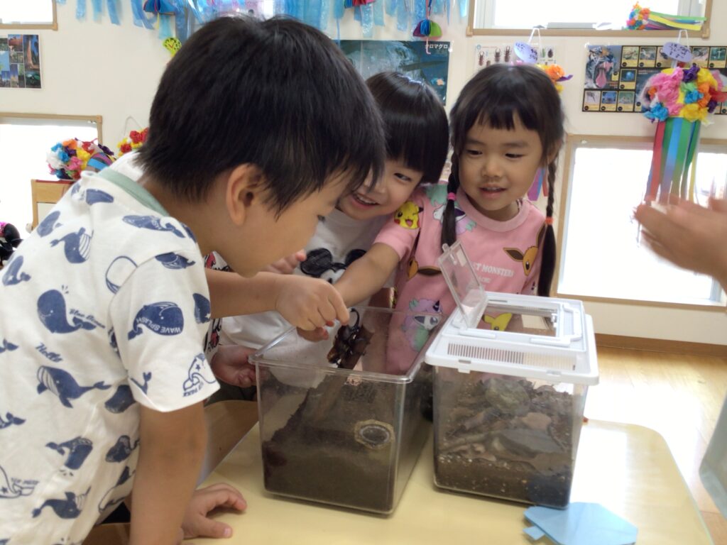 カブトムシ 飼育 お世話 愛情 くじら保育園天王寺園 5歳児 年長 202507-1