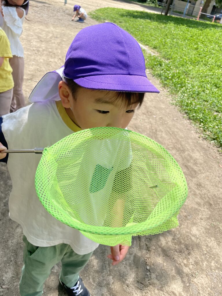虫取り 飼育 お世話 カブトムシ ダンゴムシ ちょうちょ 蝶々 くじら保育園 天王寺園 202507-1