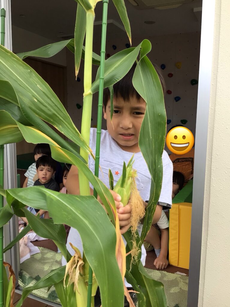 5歳児　年長　とうもろこし　収穫　栽培　食育　給食　くじら保育園　天王寺園　大阪　保育園　202508-1