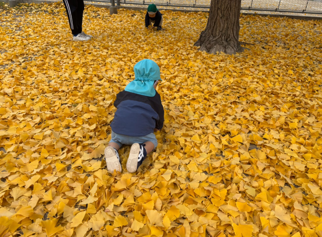 大阪　保育園　くじら保育園　銀杏の絨毯　202512-2