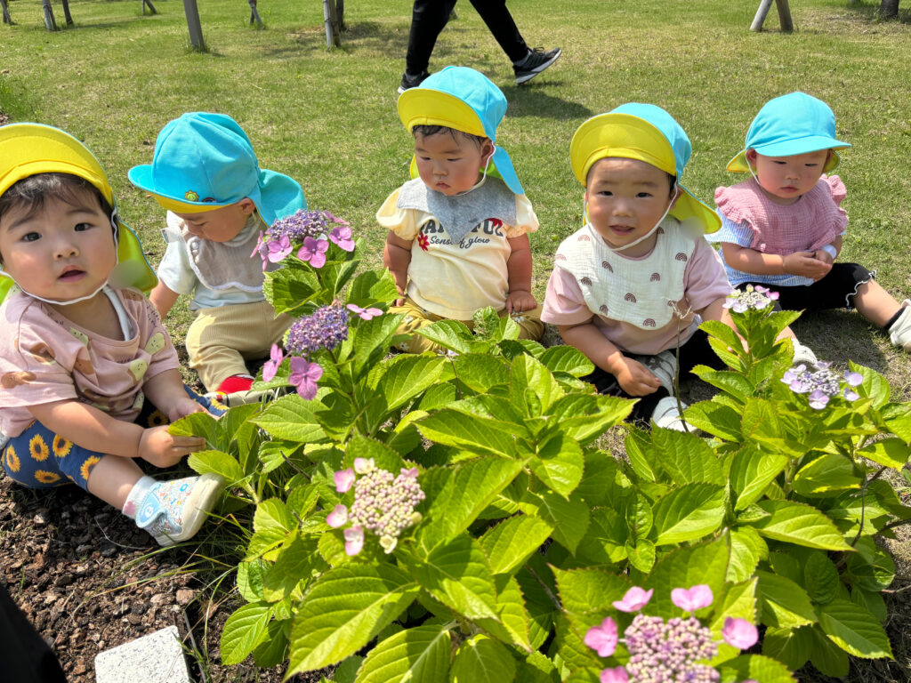 あじさい　大和大学　お散歩　梅雨　０歳児　くじら保育園　豊津東　202506-3