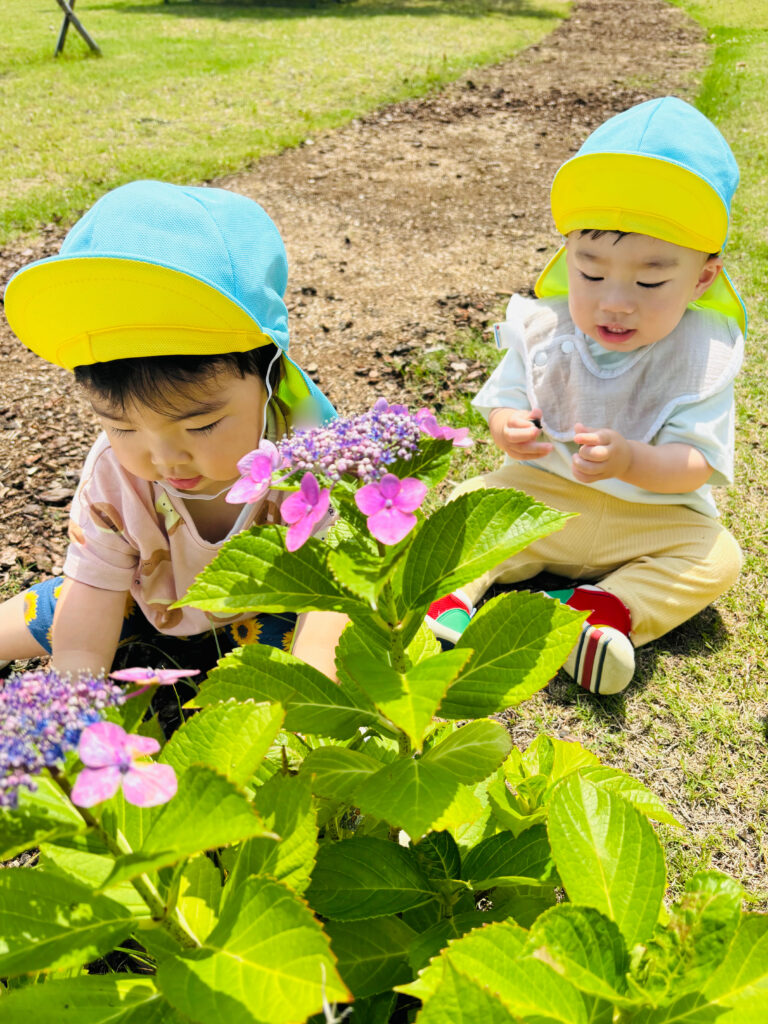 あじさい　大和大学　お散歩　梅雨　０歳児　くじら保育園　豊津東　202506-2
