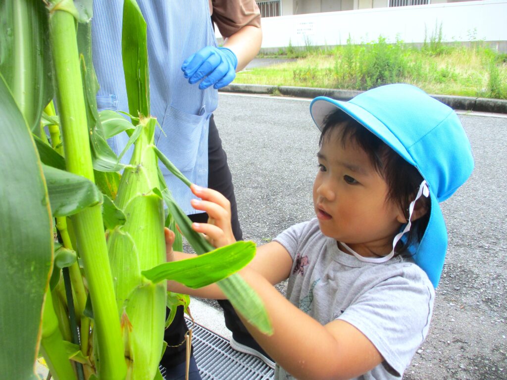 おおぞら保育園　魚住園　食育　取り組み　202411-3