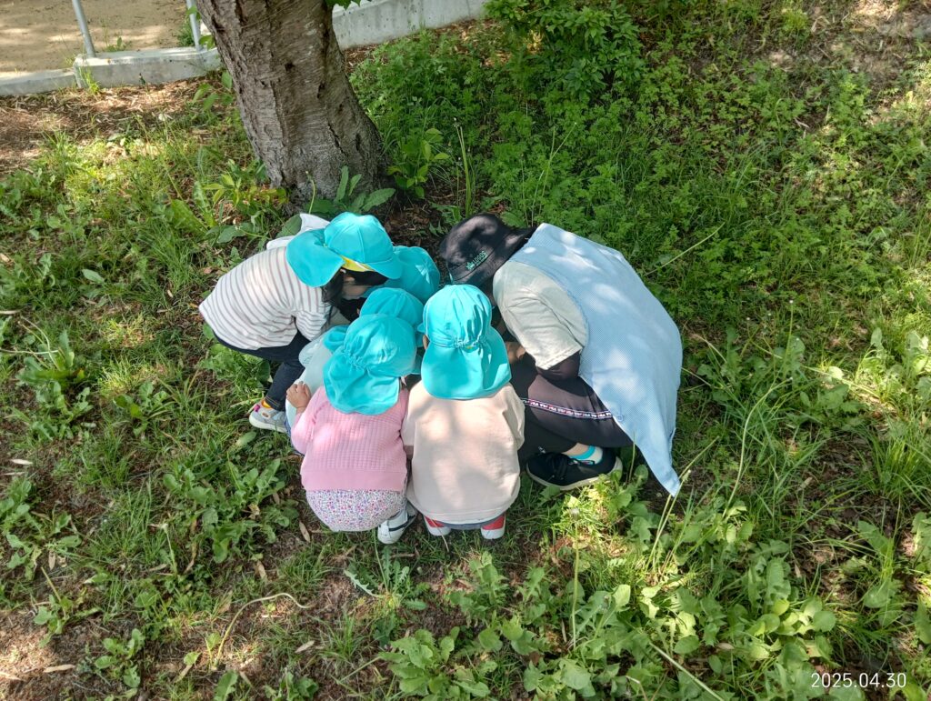 おおぞら保育園 魚住 明石保育園 公園 春みつけ 自然 202505-4