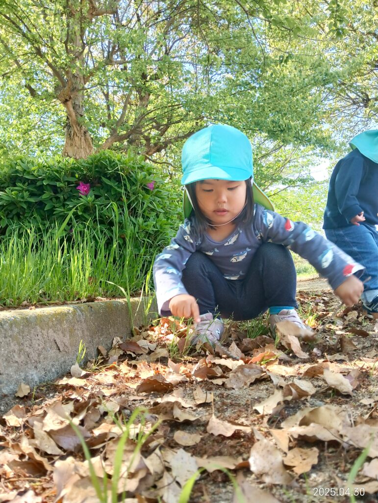 おおぞら保育園 魚住 明石保育園 公園 春みつけ 自然 202505-1