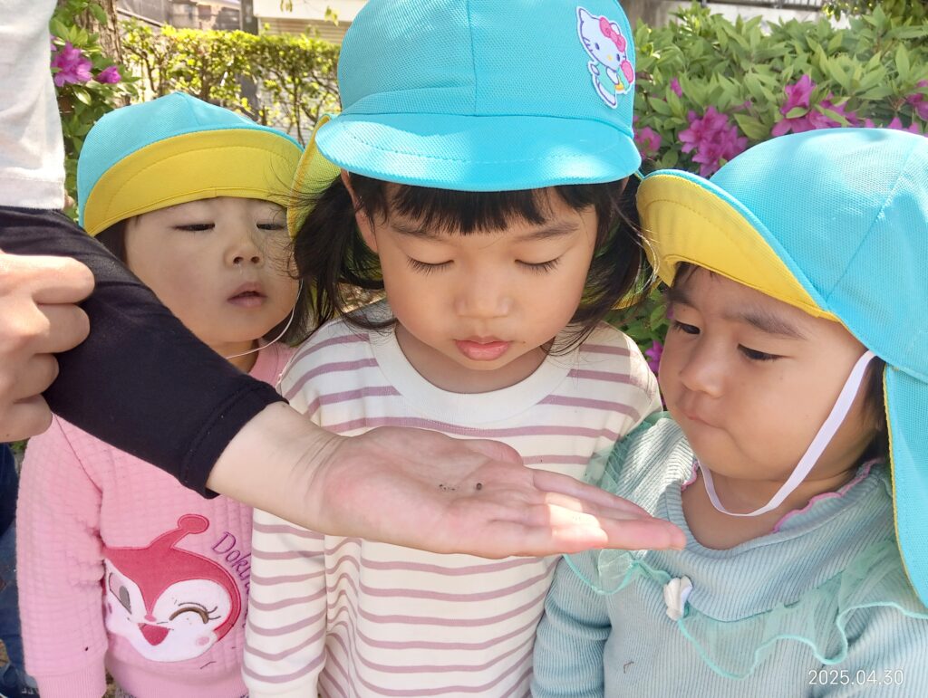 おおぞら保育園 魚住 明石保育園 公園 春みつけ 自然 202505-5