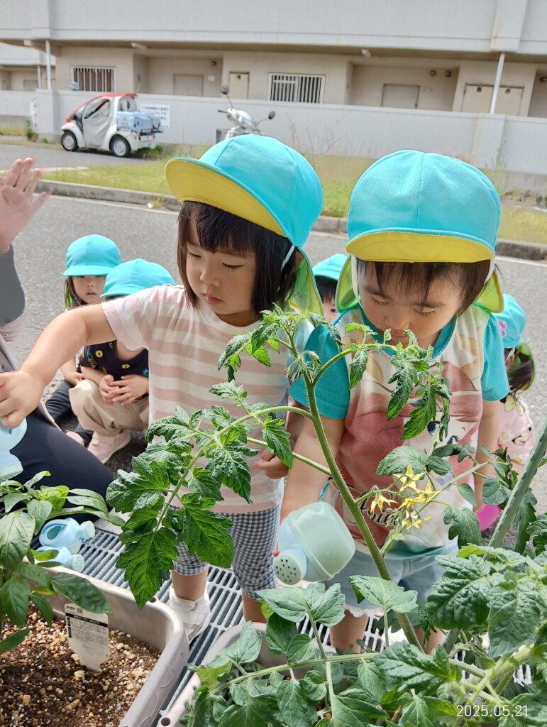 食育 栽培 トマト ピーマン 水やり 明石 保育園 おおぞら保育園 魚住 202505-1