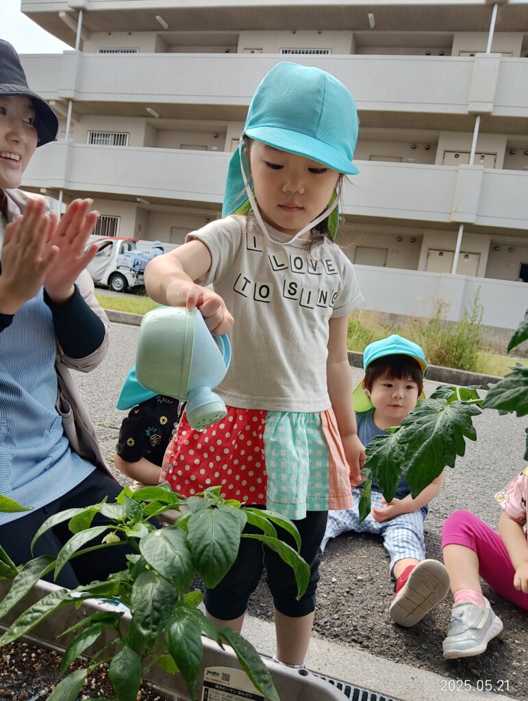食育 栽培 トマト ピーマン 水やり 明石 保育園 おおぞら保育園 魚住 202505-4