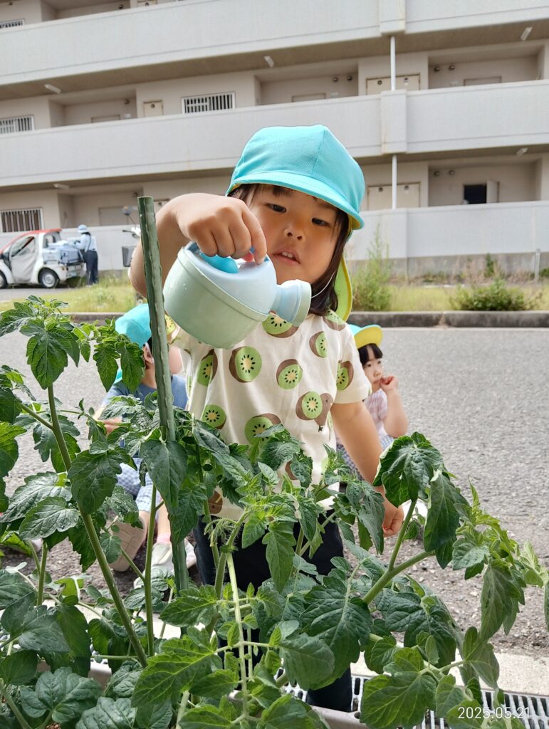 食育 栽培 トマト ピーマン 水やり 明石 保育園 おおぞら保育園 魚住 202505-3
