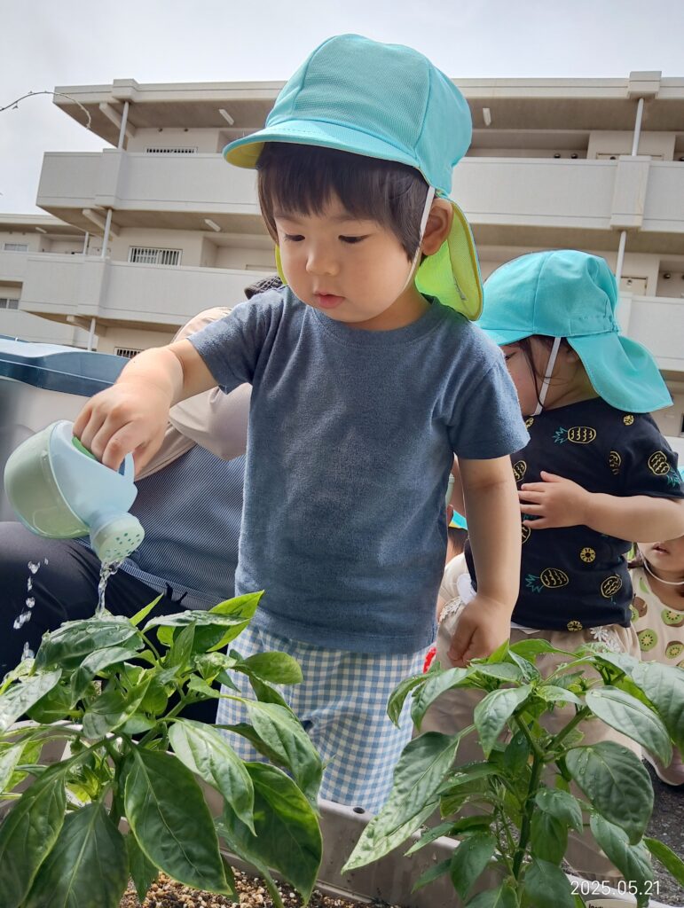 食育 栽培 トマト ピーマン 水やり 明石 保育園 おおぞら保育園 魚住 202505-5