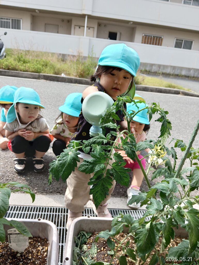 食育 栽培 トマト ピーマン 水やり 明石 保育園 おおぞら保育園 魚住 202505-2