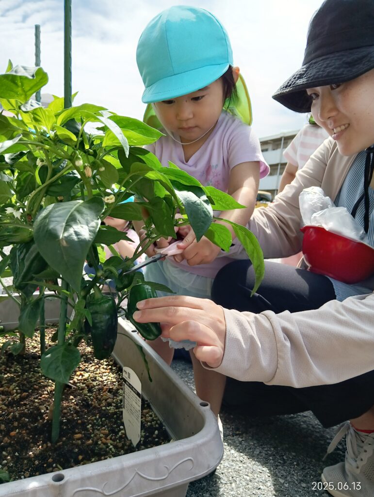 食育 栽培 収穫 ピーマン 給食 苦手克服 明石 保育園 おおぞら保育園 魚住 202506-1