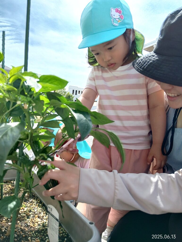 食育 栽培 収穫 ピーマン 給食 苦手克服 明石 保育園 おおぞら保育園 魚住 202506-2