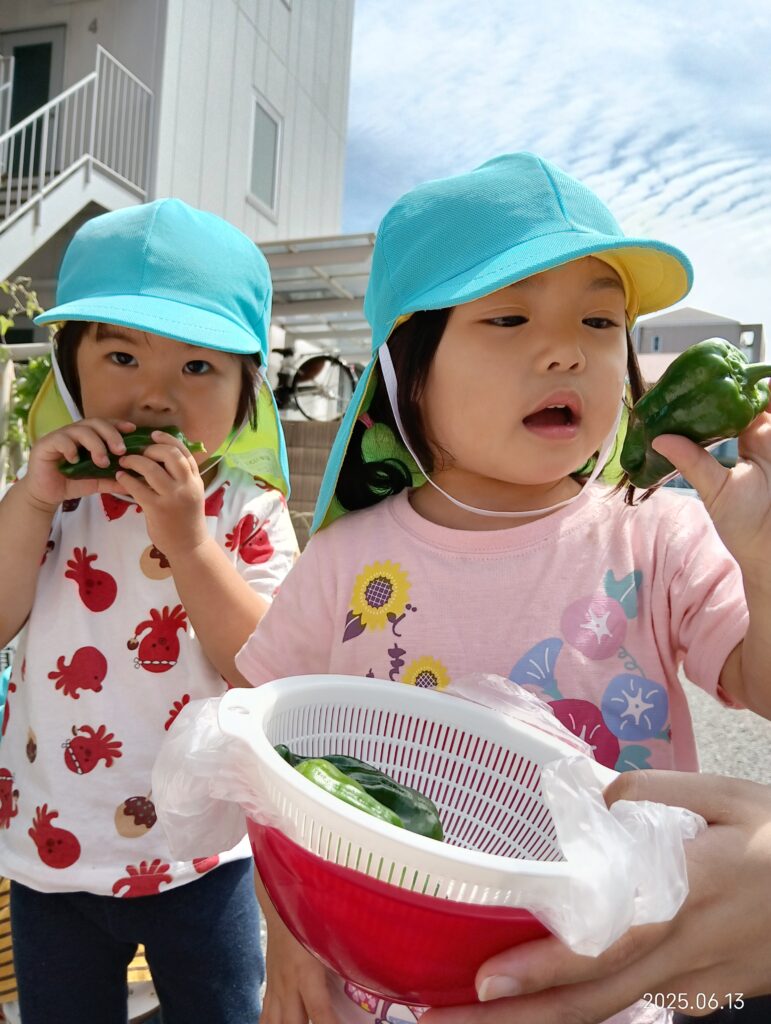 食育 栽培 収穫 ピーマン 給食 苦手克服 明石 保育園 おおぞら保育園 魚住 202506-3