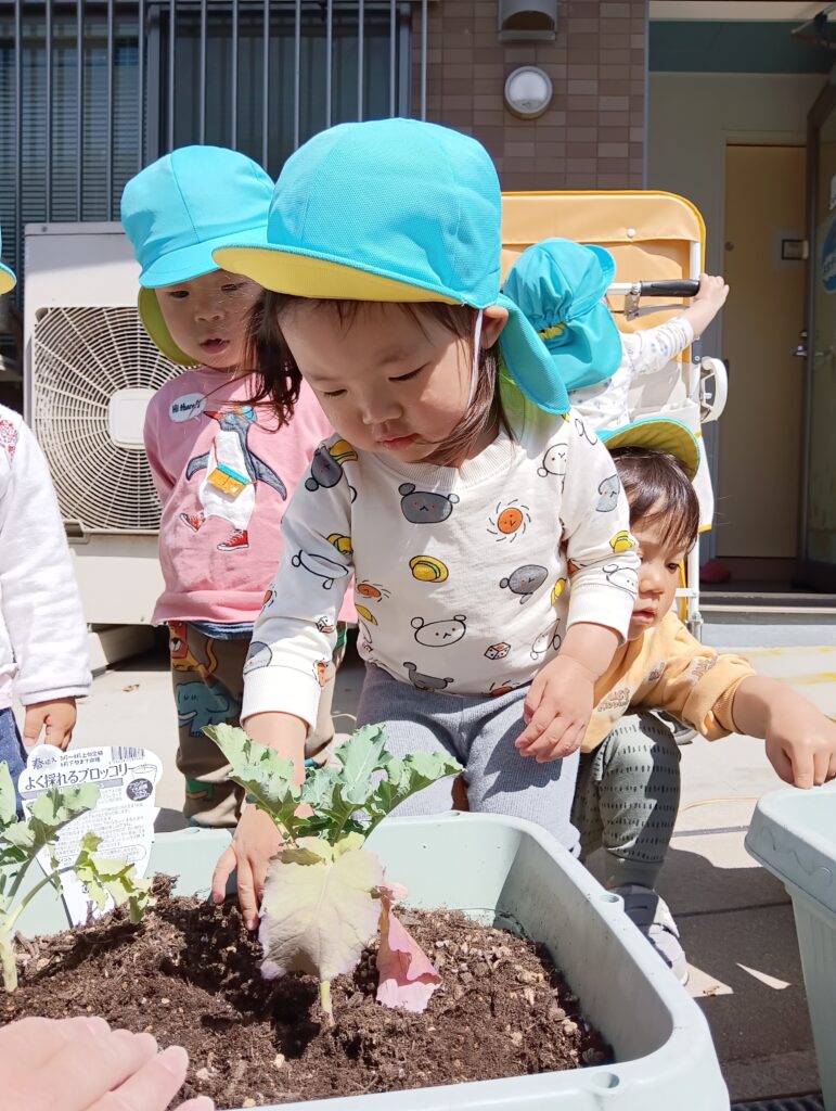 夏野菜を育てる子どもたち　明石　保育園　おおぞら保育園　202605-1