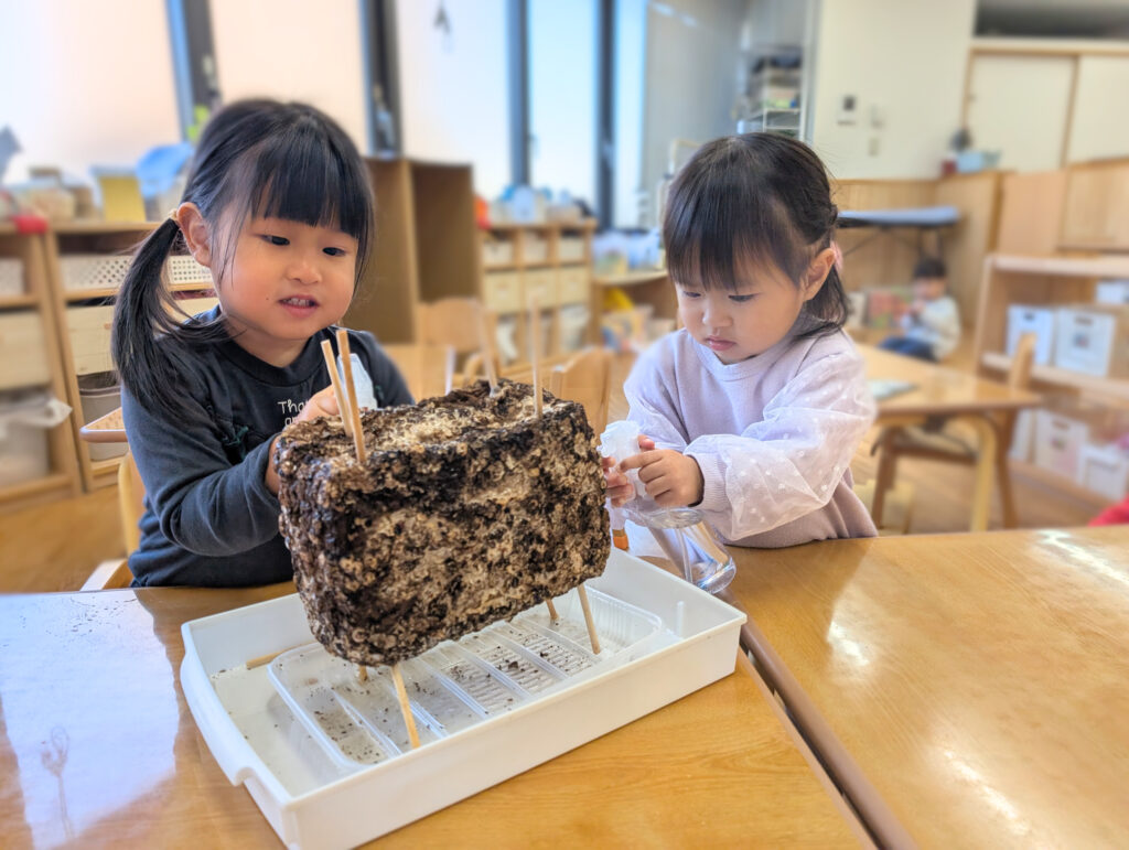 食育　椎茸栽培　大阪　保育園　くじら保育園　202512-4