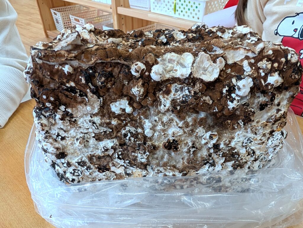 食育　椎茸栽培　大阪　保育園　くじら保育園　202512-1