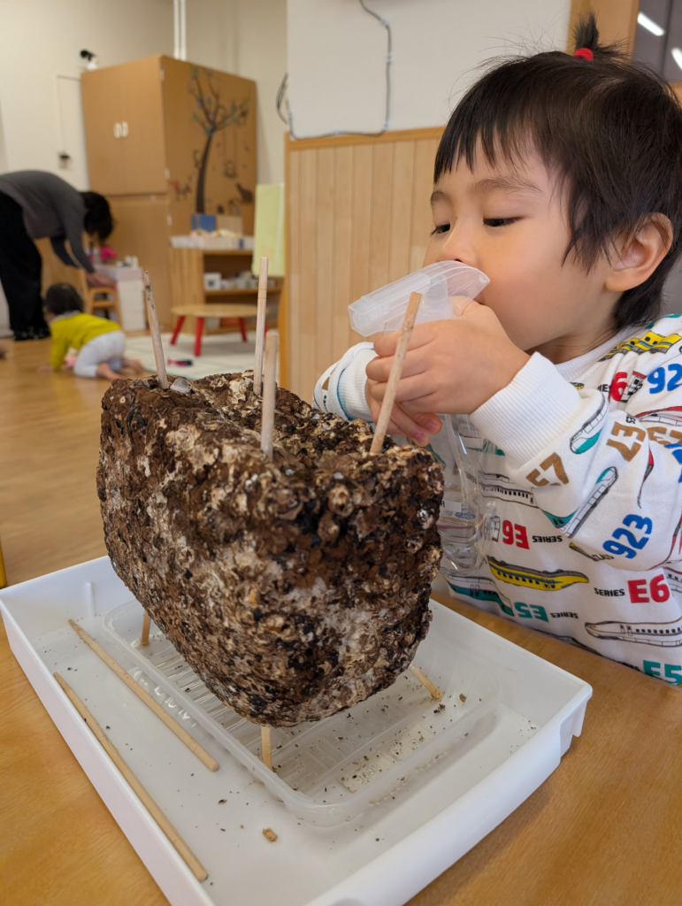 食育　椎茸栽培　大阪　保育園　くじら保育園　202512-3