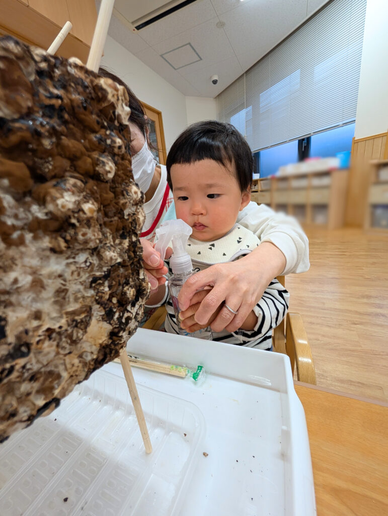 食育　椎茸栽培　大阪　保育園　くじら保育園　202512-5