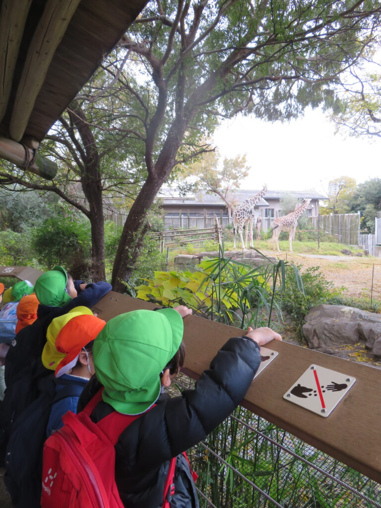 天王寺動物園へ秋の遠足　大阪　保育園　くじら保育園　202512-2